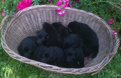 A litter of black Giant German Spitz puppies are inside of a wicker basket that is sitting outside in grass with hot pink flowers behind it.